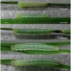 tr phryne larva2 volg